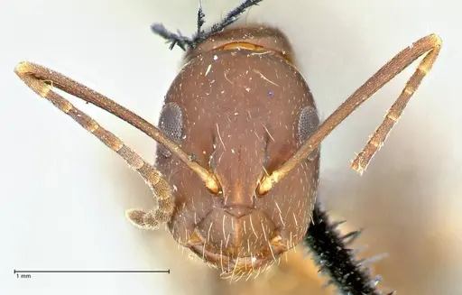 Camponotus alboannulatus specimen FOCOL2494 image focol2494_2