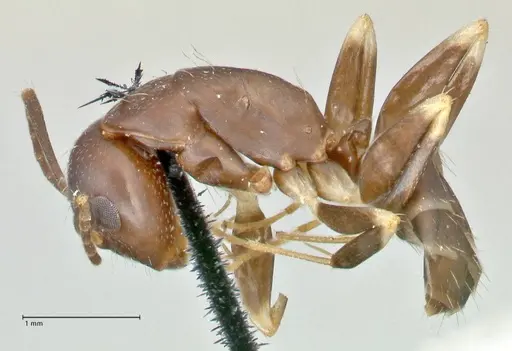 Camponotus alboannulatus specimen FOCOL2494 image focol2494_3