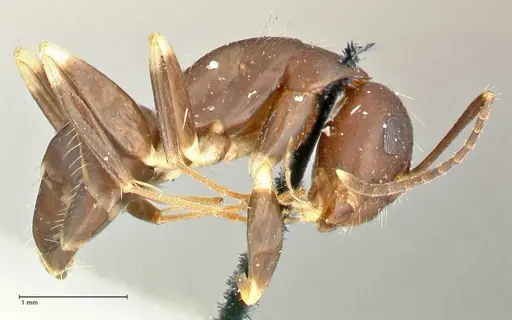 Camponotus alboannulatus specimen FOCOL2494 image focol2494_4