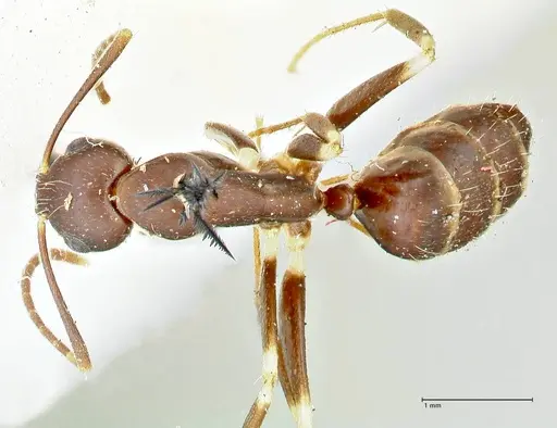 Camponotus alboannulatus specimen FOCOL2495 image focol2495_1