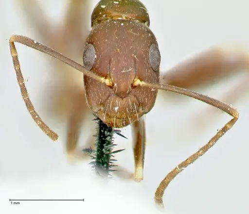 Camponotus alboannulatus specimen FOCOL2495 image focol2495_2