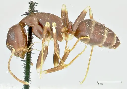 Camponotus alboannulatus specimen FOCOL2495 image focol2495_3