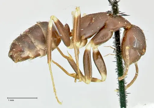 Camponotus alboannulatus specimen FOCOL2495 image focol2495_4