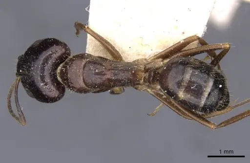 Camponotus albosparsus specimen CASENT0910136 image casent0910136_1