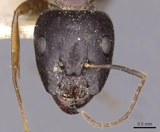 Camponotus albosparsus specimen CASENT0910136 image casent0910136_2