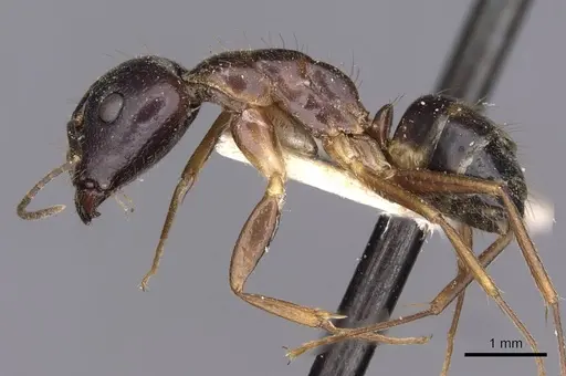 Camponotus albosparsus specimen CASENT0910136 image casent0910136_3