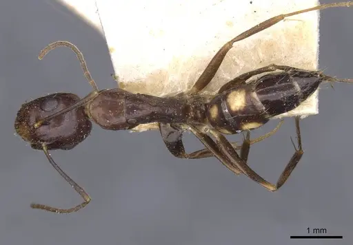 Camponotus albosparsus specimen CASENT0910137 image casent0910137_1