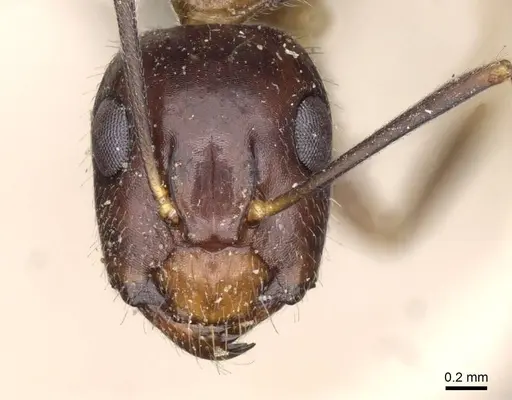Camponotus albosparsus specimen CASENT0910137 image casent0910137_2