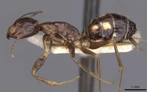 Camponotus albosparsus specimen CASENT0910137 image casent0910137_3