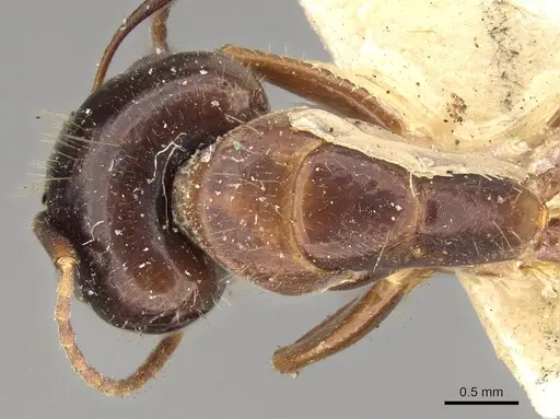 Camponotus albosparsus specimen CASENT0914011 image casent0914011_1