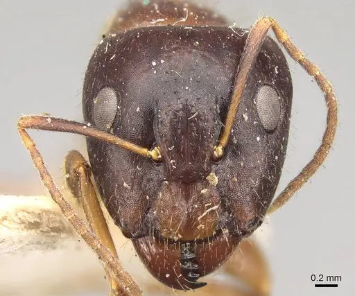 Camponotus albosparsus specimen CASENT0914011 image casent0914011_2