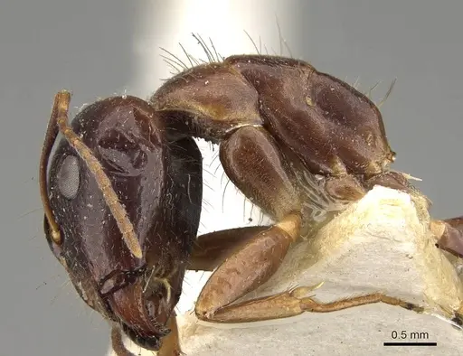 Camponotus albosparsus specimen CASENT0914011 image casent0914011_3