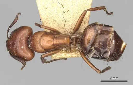 Camponotus alii specimen CASENT0249888 image casent0249888_1