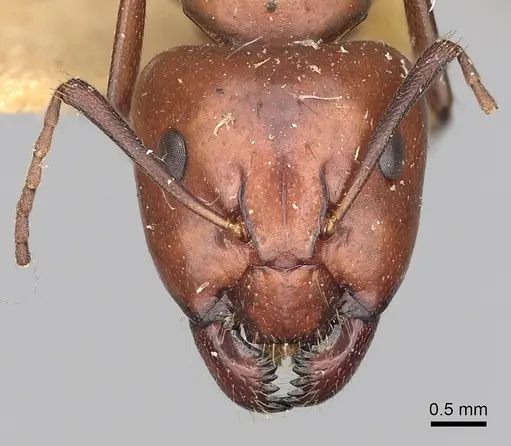 Camponotus alii specimen CASENT0249888 image casent0249888_2