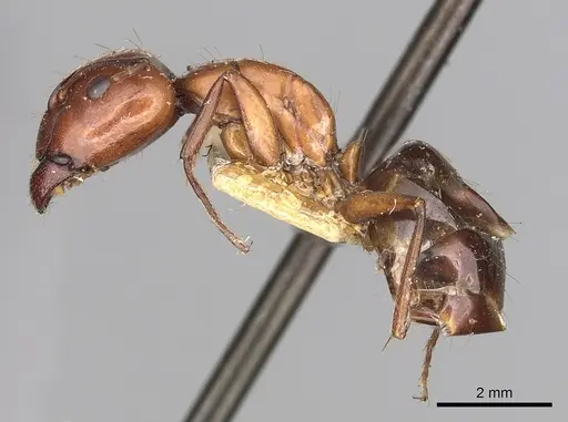 Camponotus alii specimen CASENT0249888 image casent0249888_3