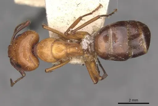 Camponotus alii specimen CASENT0910103 image casent0910103_1