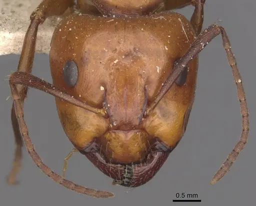 Camponotus alii specimen CASENT0910103 image casent0910103_2