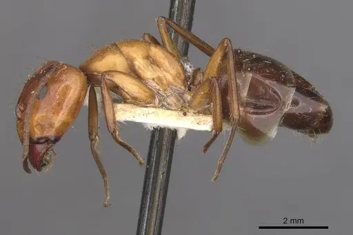 Camponotus alii specimen CASENT0910103 image casent0910103_3