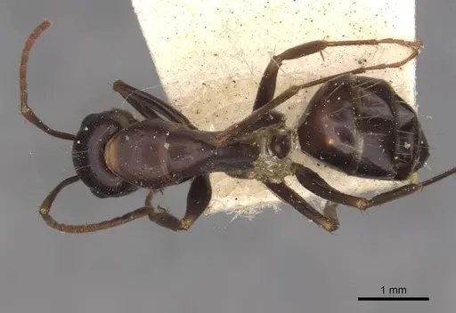 Camponotus alii specimen CASENT0910104 image casent0910104_1