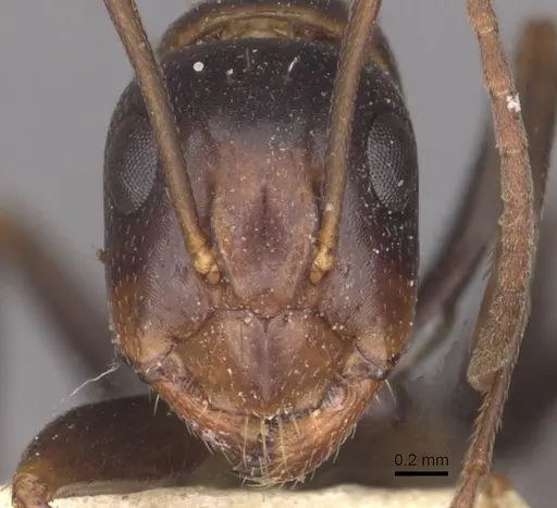 Camponotus alii specimen CASENT0910104 image casent0910104_2