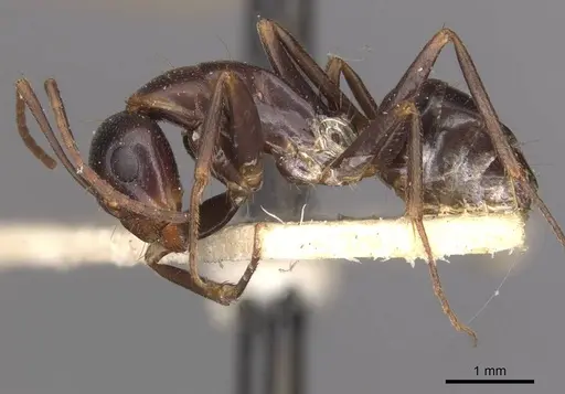Camponotus alii specimen CASENT0910104 image casent0910104_3