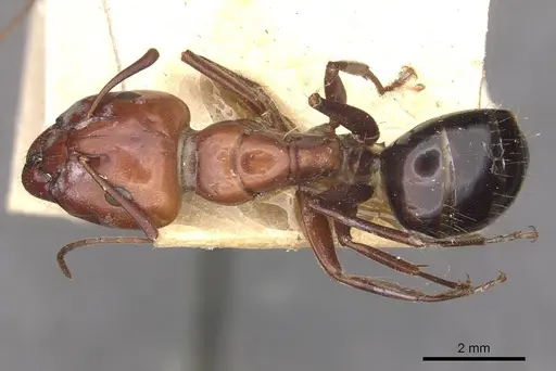 Camponotus alii specimen CASENT0910105 image casent0910105_1