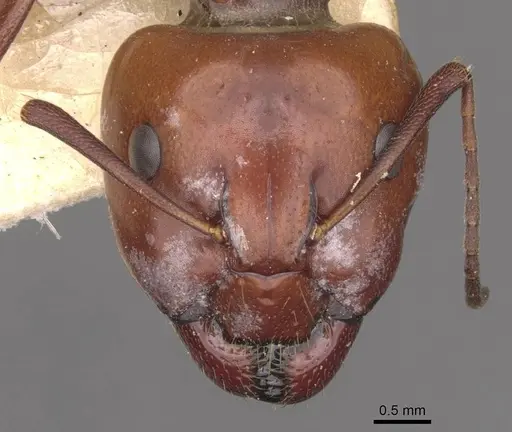 Camponotus alii specimen CASENT0910105 image casent0910105_2