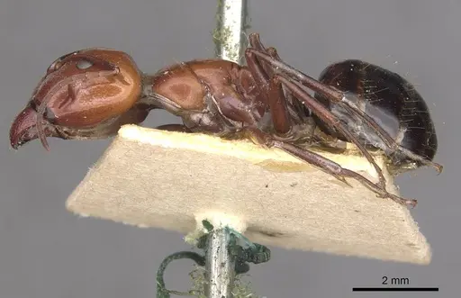 Camponotus alii specimen CASENT0910105 image casent0910105_3