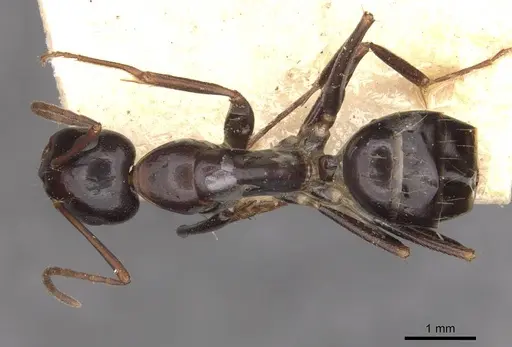 Camponotus alii specimen CASENT0910106 image casent0910106_1