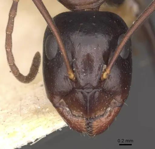 Camponotus alii specimen CASENT0910106 image casent0910106_2