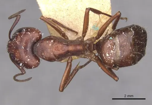 Camponotus alii specimen CASENT0910107 image casent0910107_1