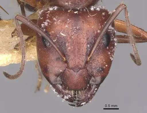 Camponotus alii specimen CASENT0910107 image casent0910107_2
