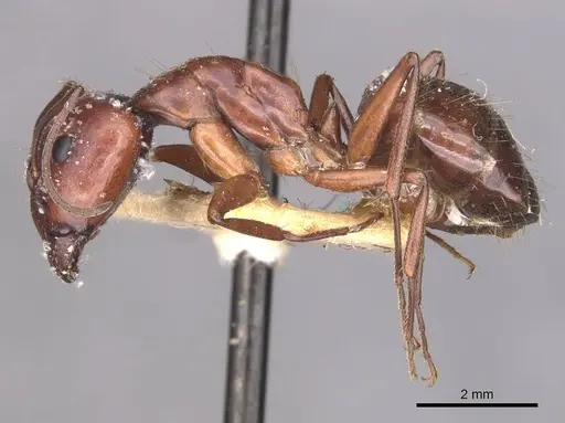 Camponotus alii specimen CASENT0910107 image casent0910107_3