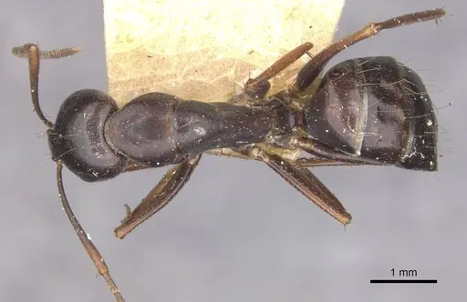 Camponotus alii specimen CASENT0910108 image casent0910108_1