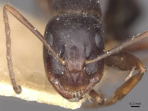Camponotus alii specimen CASENT0910108 image casent0910108_2