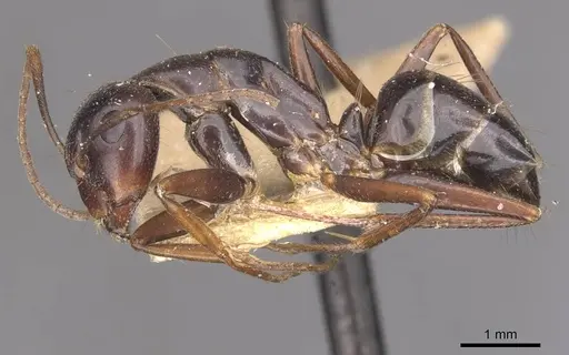 Camponotus alii specimen CASENT0910108 image casent0910108_3