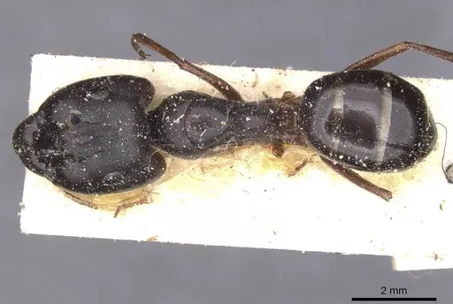 Camponotus alii specimen CASENT0911896 image casent0911896_1