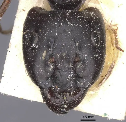 Camponotus alii specimen CASENT0911896 image casent0911896_2