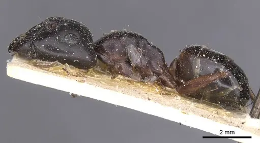 Camponotus alii specimen CASENT0911896 image casent0911896_3