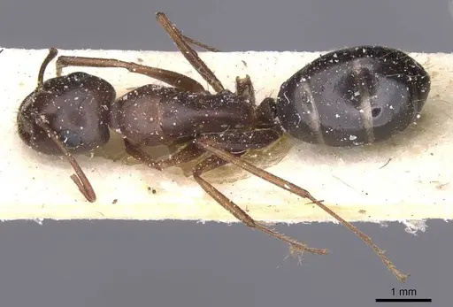 Camponotus alii specimen CASENT0911897 image casent0911897_1