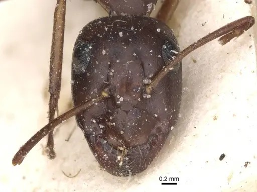Camponotus alii specimen CASENT0911897 image casent0911897_2