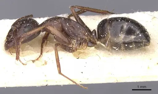 Camponotus alii specimen CASENT0911897 image casent0911897_3