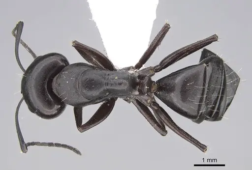 Camponotus alii specimen CASENT0922717 image casent0922717_1