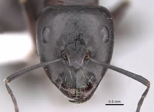 Camponotus alii specimen CASENT0922717 image casent0922717_2