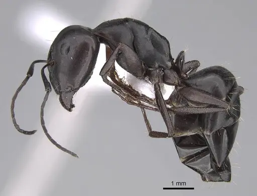 Camponotus alii specimen CASENT0922717 image casent0922717_3