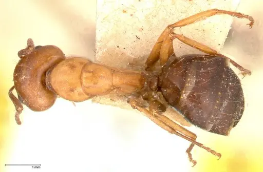 Camponotus alii specimen FOCOL0557 image focol0557_1