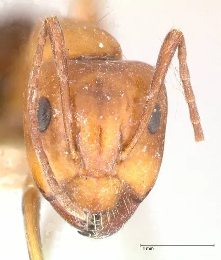 Camponotus alii specimen FOCOL0557 image focol0557_2