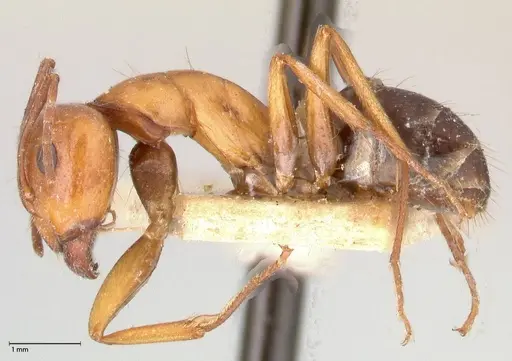 Camponotus alii specimen FOCOL0557 image focol0557_3