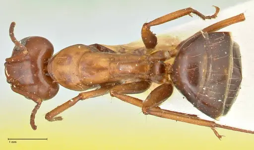 Camponotus alii specimen FOCOL2415 image focol2415_1