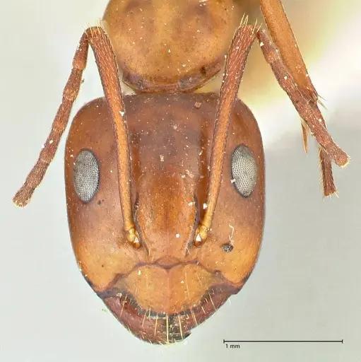 Camponotus alii specimen FOCOL2415 image focol2415_2